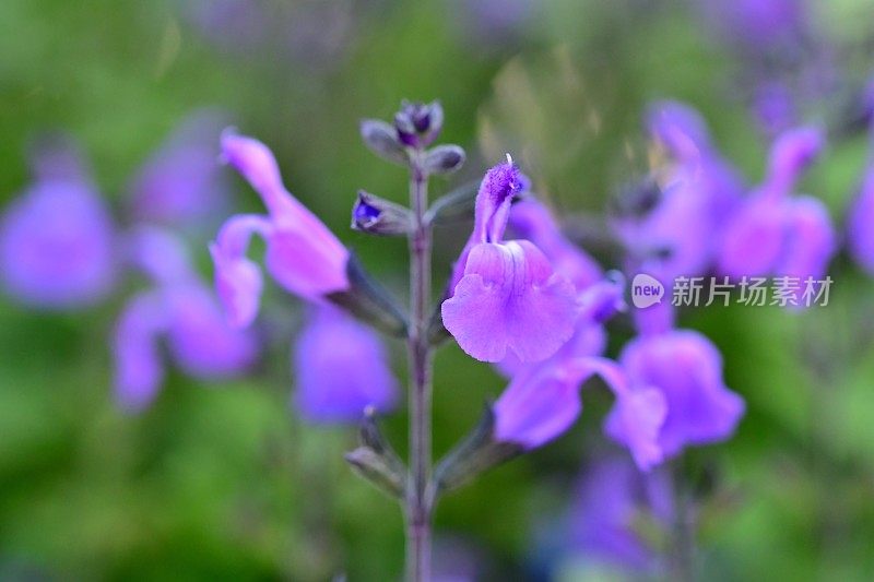 小叶鼠尾草/鼠尾草:蓝色花朵